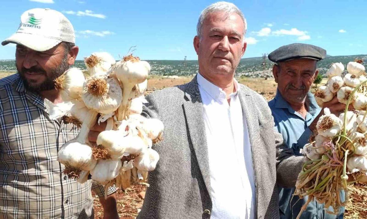 AB tescilli Araban sarımsağının hasadı başladı